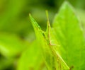 Grasshopper on the leaf Royalty Free Stock Photo