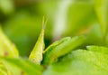 Grasshopper on the leaf Royalty Free Stock Photo