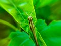Grasshopper on a leaf with blurred background. Animal macro photo Royalty Free Stock Photo