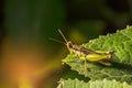 Grasshopper on a Leaf Royalty Free Stock Photo