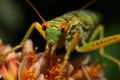 grasshopper on a leaf. Generative AI. Logistic and warehouse, warehouse worker sorting a package cardboard boxes on