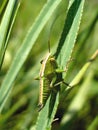grasshopper on the leaf Royalty Free Stock Photo