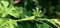 Grasshopper on a leaf with green background . Leaf locust Royalty Free Stock Photo