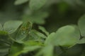 Grasshopper On Leaf. Green grasshopper. A Big Green Grasshopper Sitting On Leaf Royalty Free Stock Photo