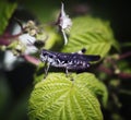 Grasshopper on a Leaf Macro Royalty Free Stock Photo