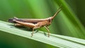 brown grasshopper on a leaf, macro photo of this cute orthoptera insect in the grass, somewhere in the Thai tropical jungle. Royalty Free Stock Photo