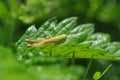 Grasshopper in the grass Royalty Free Stock Photo