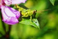 grasshopper & leaf Royalty Free Stock Photo