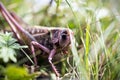 Grasshopper in the leaves