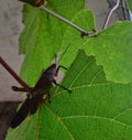 Grasshopper on leaves garden, natural photo graphy