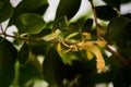 Grasshopper leaves on a leafy background Royalty Free Stock Photo