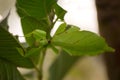 Grasshopper leaves on a leafy background Royalty Free Stock Photo