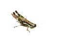 Grasshopper leaves on white background