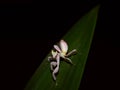 A grasshopper like a flower is walking on a green leaf Royalty Free Stock Photo