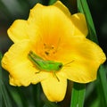 Grasshopper on lily flower