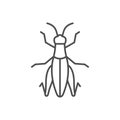 Grasshopper line outline or insect concept