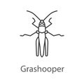 Grasshopper linear icon