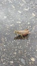 Grasshopper