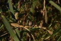 Grasshopper little in the field