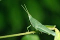 Grasshopper living on the leaf