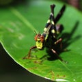 Grasshopper living on the leaf