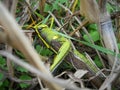 Grasshopper/Locust