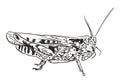 Grasshopper locust