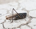 Grasshopper, locust on drought land