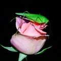 Grasshopper, locust, green is sitting on the Bud of pink roses