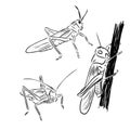 Grasshopper locust insect engraving vector illustration. Scratch board style imitation. Black and white hand drawn image