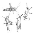 Grasshopper locust insect engraving vector illustration. Scratch board style imitation. Black and white hand drawn image Royalty Free Stock Photo