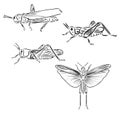 Grasshopper locust insect engraving vector illustration. Scratch board style imitation. Black and white hand drawn image