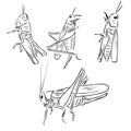 Grasshopper locust insect engraving vector illustration. Scratch board style imitation. Black and white hand drawn image