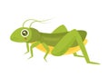 Grasshopper locust insect