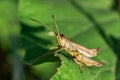 Grasshopper / locust on a leaf