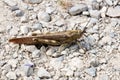 Grasshopper, locust