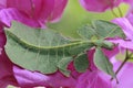 A grasshopper that looks like a guava leaf is perching on a wild plant.