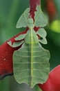 A grasshopper that looks like a guava leaf is perching on a wild plant.