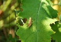 Grasshopper lunch Royalty Free Stock Photo