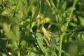 Grasshopper lurked in forest grass. Wildlife, insects, macro, fauna, flora, background, wallpaper, nature Royalty Free Stock Photo