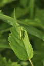 Grasshopper lurked in forest grass. Wildlife, insects, macro, fauna, flora, background, wallpaper, nature Royalty Free Stock Photo