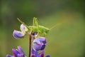 Grasshopper lurked in forest grass. Wildlife, insects, macro, fauna, flora, background, wallpaper, nature Royalty Free Stock Photo