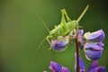 Grasshopper lurked in forest grass. Wildlife, insects, macro, fauna, flora, background, wallpaper, nature Royalty Free Stock Photo