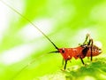 Grasshopper Macro Royalty Free Stock Photo