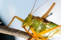 Grasshopper Royalty Free Stock Photo