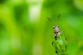 Grasshopper macro in green nature Royalty Free Stock Photo