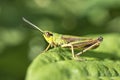 Grasshopper