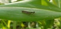 Grasshopper in the maize leaf green