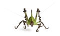 Grasshopper, Malaysian Leaf Katydid Royalty Free Stock Photo