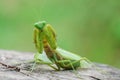 Grasshopper, mantis in Defensive Stance on tree stump Royalty Free Stock Photo